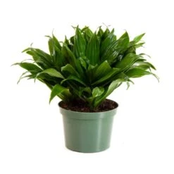 Janet Craig Compacta In 6 Inch Grower Pot