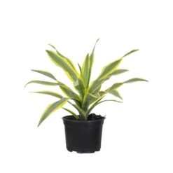 Lemon Lime Dracaena Compacta Live Plant Indoor Houseplant In 6 Inch Grower Pot