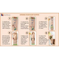 Boston Fern Plant In 9.25 In. Hanging Basket (2-Pack) 6 Boston Fern Plant In 9.25 In. Hanging Basket (2-Pack) -Urban Garden Store united nursery house plants 22709 4f 1000