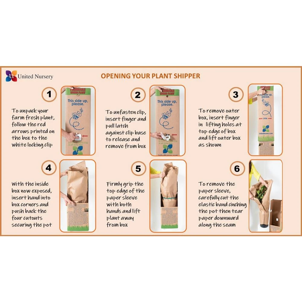 Boston Fern Plant In 9.25 In. Hanging Basket (2-Pack) 3 Boston Fern Plant In 9.25 In. Hanging Basket (2-Pack) - Image 3