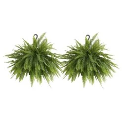 Boston Fern Plant In 9.25 In. Hanging Basket (2-Pack)