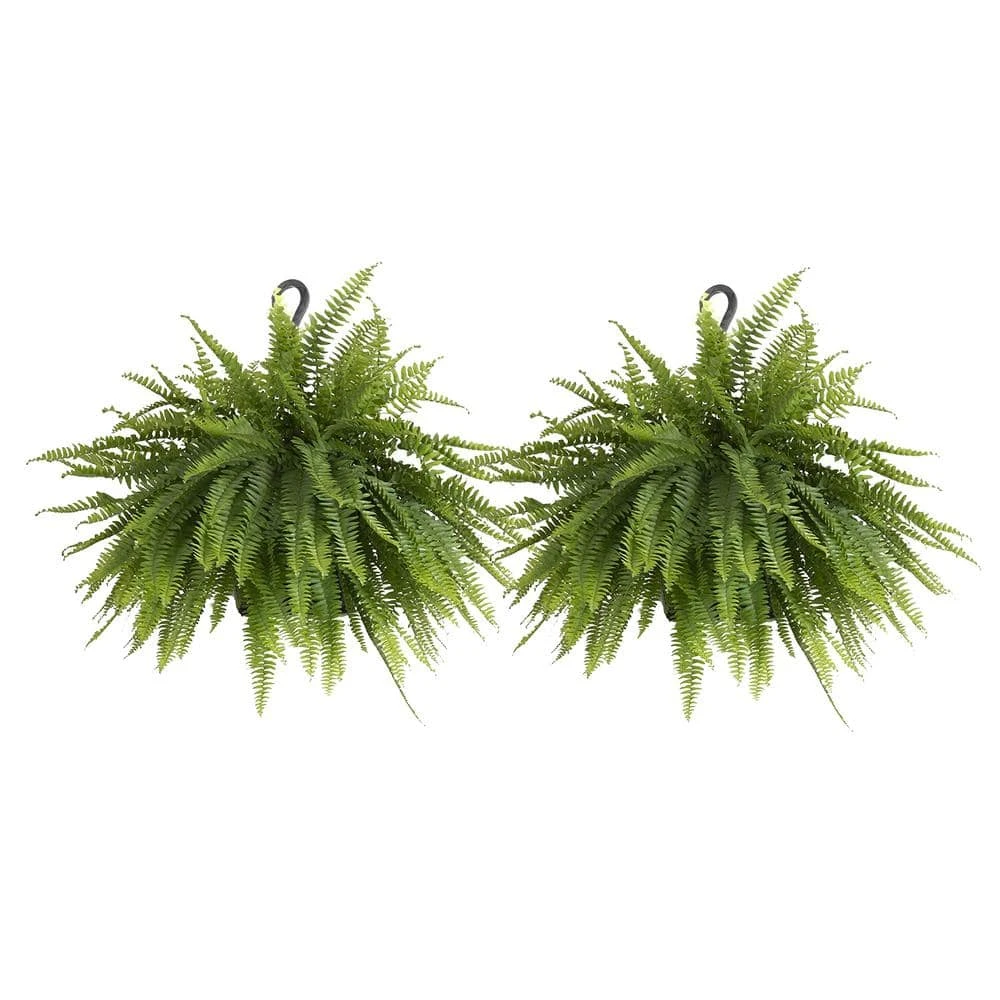 Boston Fern Plant In 9.25 In. Hanging Basket (2-Pack) 1 Boston Fern Plant In 9.25 In. Hanging Basket (2-Pack)