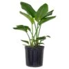 White Bird Of Paradise Live Indoor Strelitzia Nicolai Plant Shipped In 9.25 Inch Grower Pot