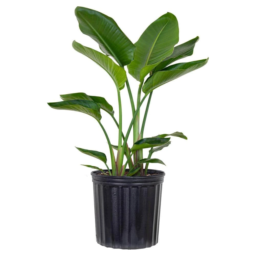 White Bird Of Paradise Live Indoor Strelitzia Nicolai Plant Shipped In 9.25 Inch Grower Pot 1 White Bird Of Paradise Live Indoor Strelitzia Nicolai Plant Shipped In 9.25 Inch Grower Pot