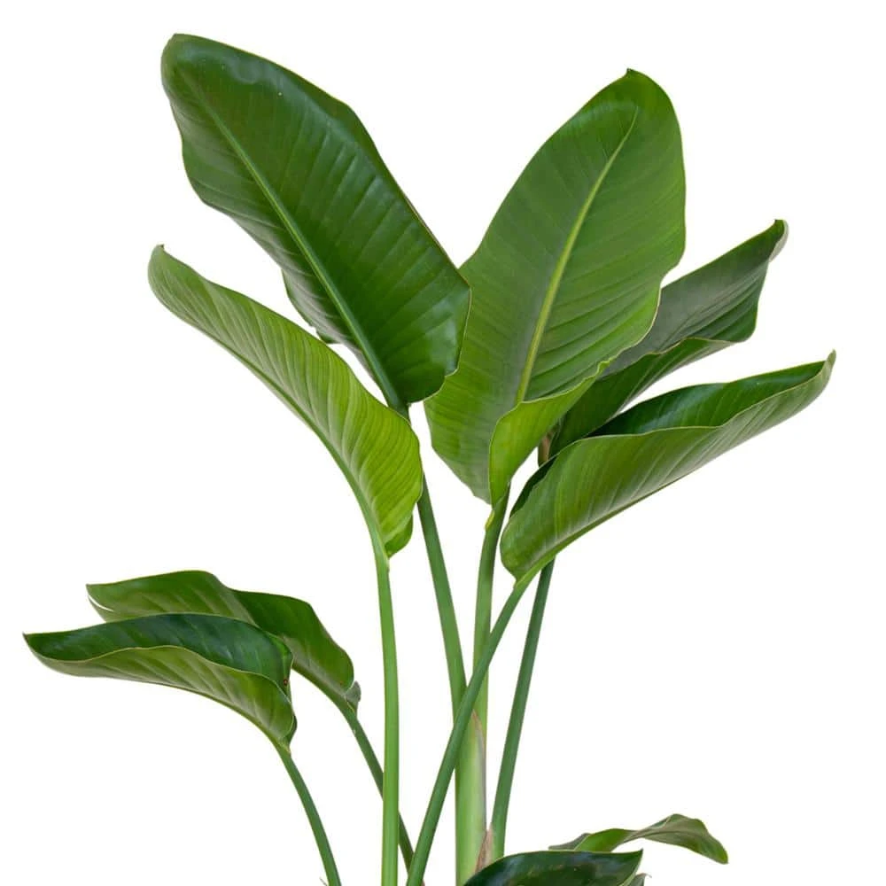 White Bird Of Paradise Live Indoor Strelitzia Nicolai Plant Shipped In 9.25 Inch Grower Pot 2 White Bird Of Paradise Live Indoor Strelitzia Nicolai Plant Shipped In 9.25 Inch Grower Pot - Image 2