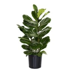 Fiddle Leaf Fig Ficus Lyrata Live Houseplant In 9.25 Inch Grower Pot