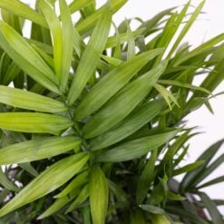 Neanthebella Palm Live Indoor Chamaedorea Elegans Plant In 6 In. Grower Pot 6 Neanthebella Palm Live Indoor Chamaedorea Elegans Plant In 6 In. Grower Pot -Urban Garden Store united nursery house plants 25953 4f 1000