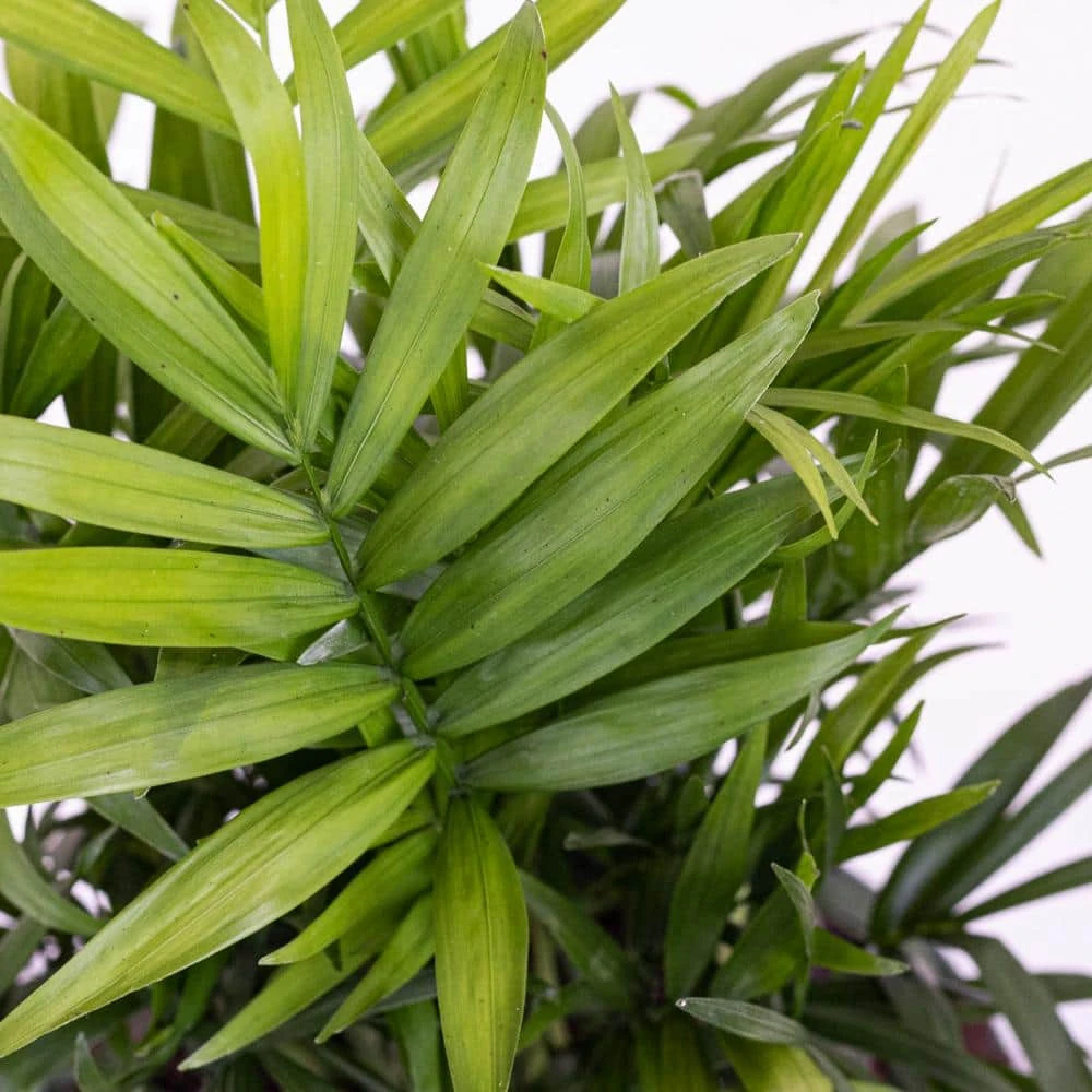 Neanthebella Palm Live Indoor Chamaedorea Elegans Plant In 6 In. Grower Pot 3 Neanthebella Palm Live Indoor Chamaedorea Elegans Plant In 6 In. Grower Pot - Image 3