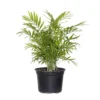 Neanthebella Palm Live Indoor Chamaedorea Elegans Plant In 6 In. Grower Pot