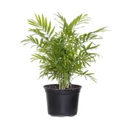 Neanthebella Palm Live Indoor Chamaedorea Elegans Plant In 6 In. Grower Pot