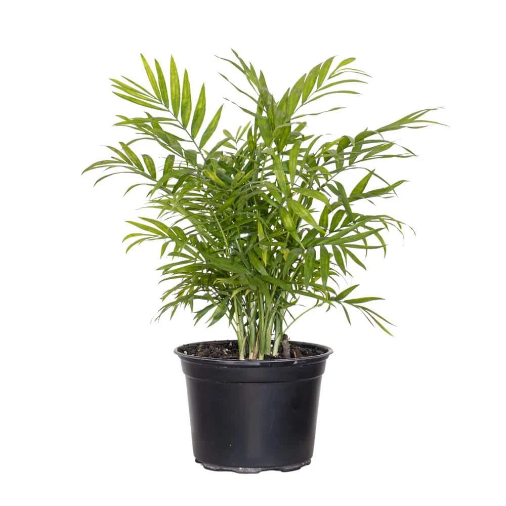 Neanthebella Palm Live Indoor Chamaedorea Elegans Plant In 6 In. Grower Pot 1 Neanthebella Palm Live Indoor Chamaedorea Elegans Plant In 6 In. Grower Pot