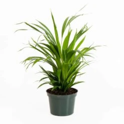 Areca Palm In 6 Inch Grower Pot