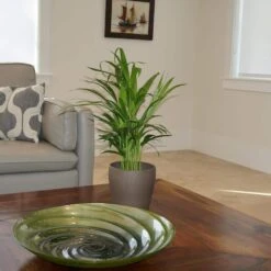 Areca Palm In 6 Inch Grower Pot -Urban Garden Store united nursery house plants 26493 c3 1000