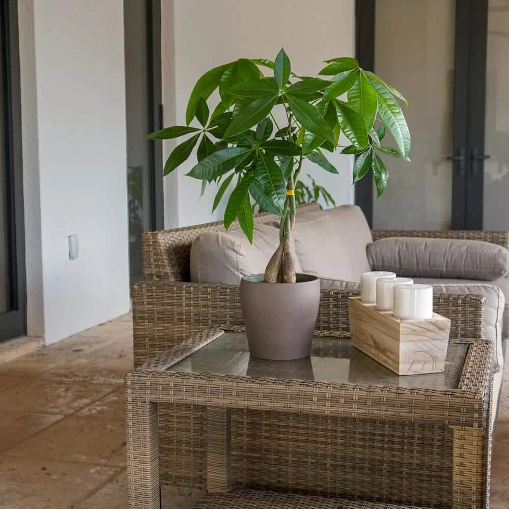 Pachira Braid, Money Tree In 6 In. Grower Pot 4 Pachira Braid, Money Tree In 6 In. Grower Pot - Image 4