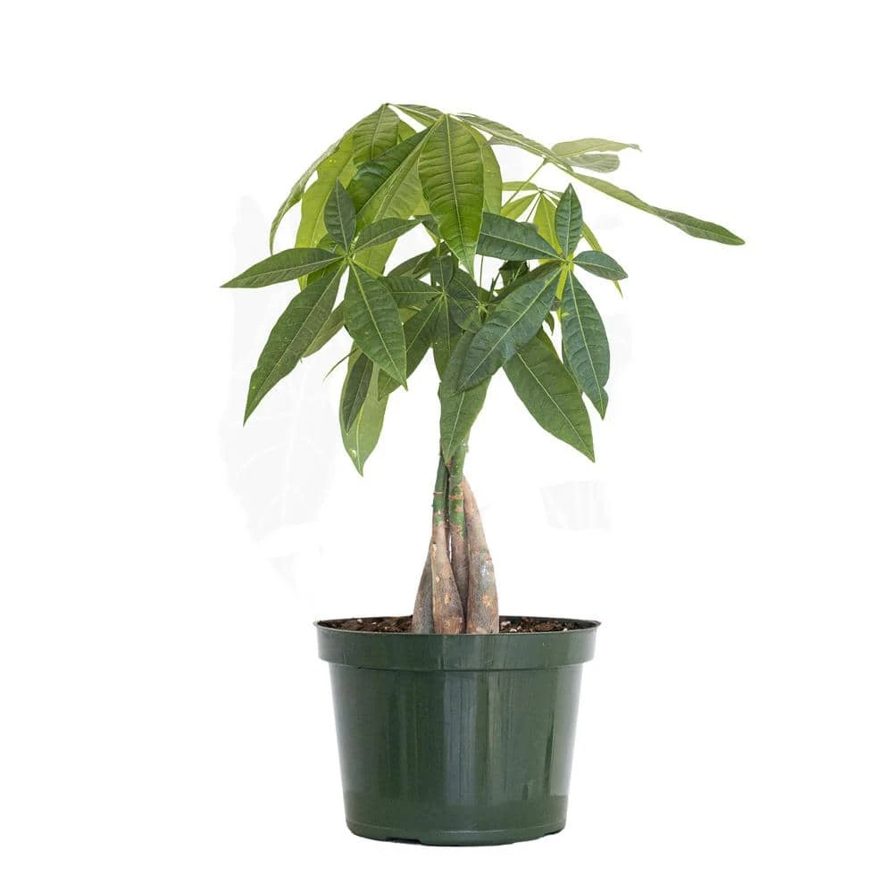 Pachira Braid, Money Tree In 6 In. Grower Pot 1 Pachira Braid, Money Tree In 6 In. Grower Pot