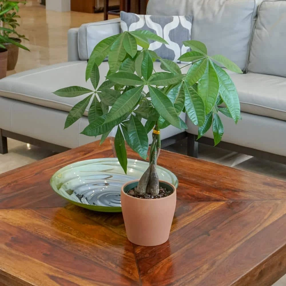 Pachira Braid, Money Tree In 6 In. Grower Pot 2 Pachira Braid, Money Tree In 6 In. Grower Pot - Image 2