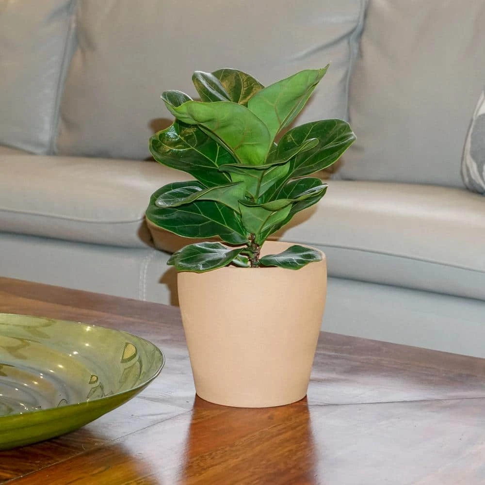 Little Fiddle Leaf Fig Ficus Lyrata In 6 Inch Grower Pot 4 Little Fiddle Leaf Fig Ficus Lyrata In 6 Inch Grower Pot - Image 4
