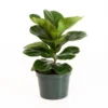 Little Fiddle Leaf Fig Ficus Lyrata In 6 Inch Grower Pot