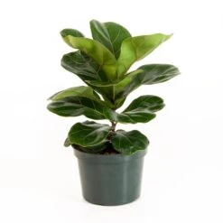 Little Fiddle Leaf Fig Ficus Lyrata In 6 Inch Grower Pot