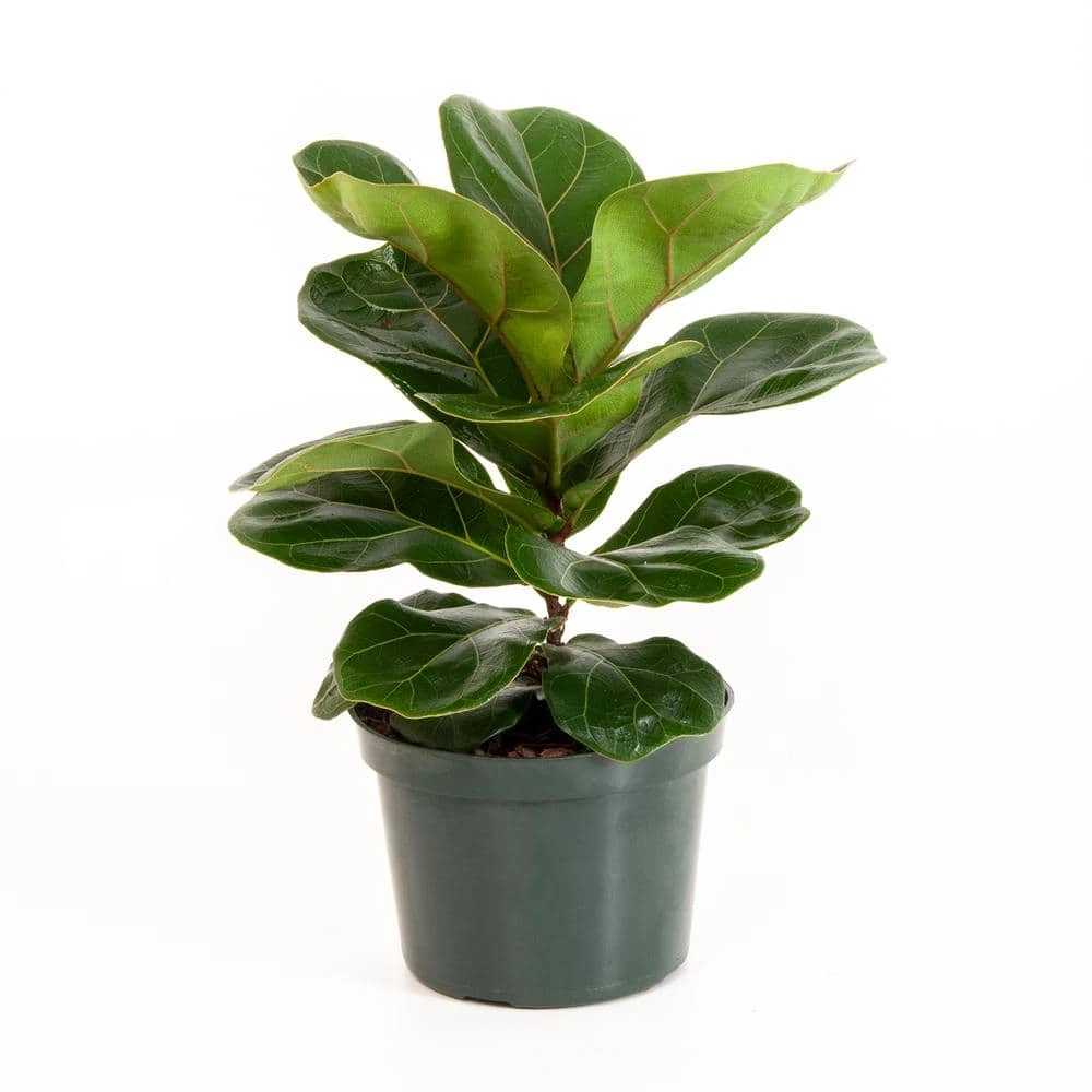 Little Fiddle Leaf Fig Ficus Lyrata In 6 Inch Grower Pot 1 Little Fiddle Leaf Fig Ficus Lyrata In 6 Inch Grower Pot