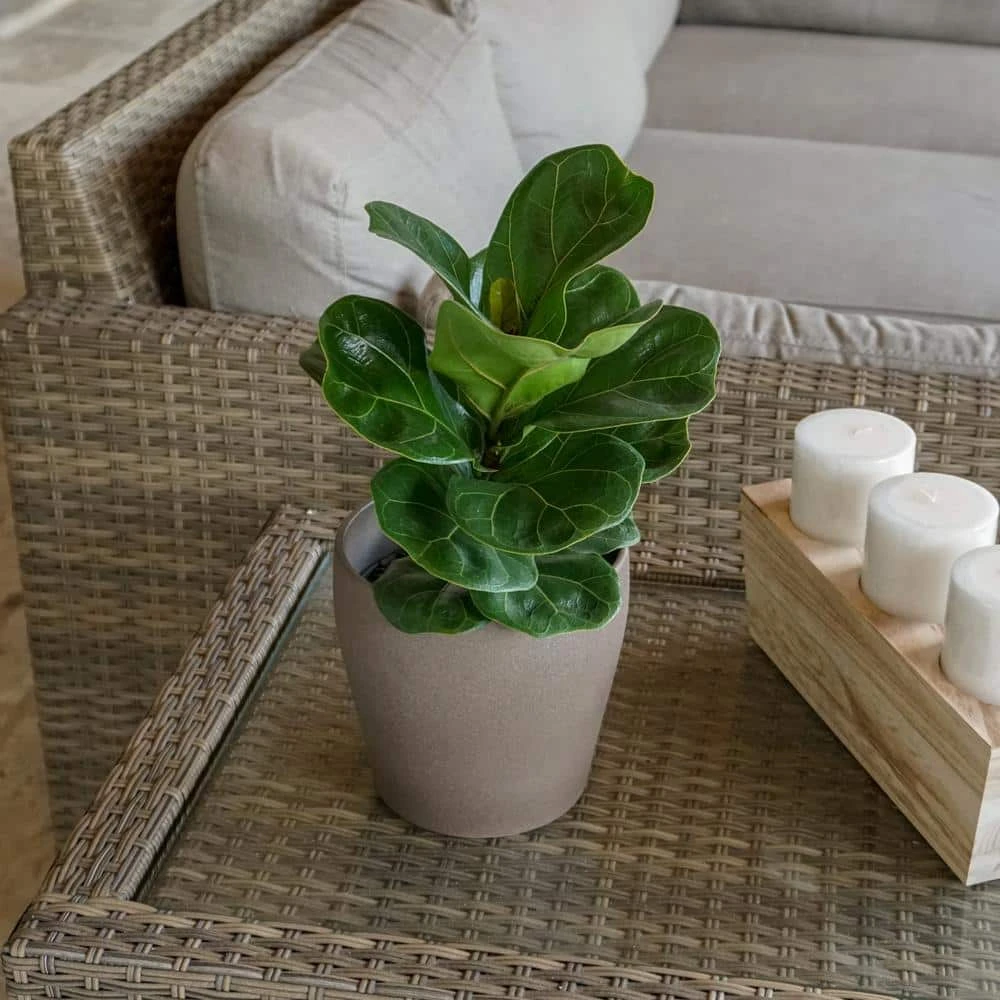 Little Fiddle Leaf Fig Ficus Lyrata In 6 Inch Grower Pot 2 Little Fiddle Leaf Fig Ficus Lyrata In 6 Inch Grower Pot - Image 2