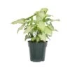 Syngonium White Butterfly In 6 Inch Grower Pot