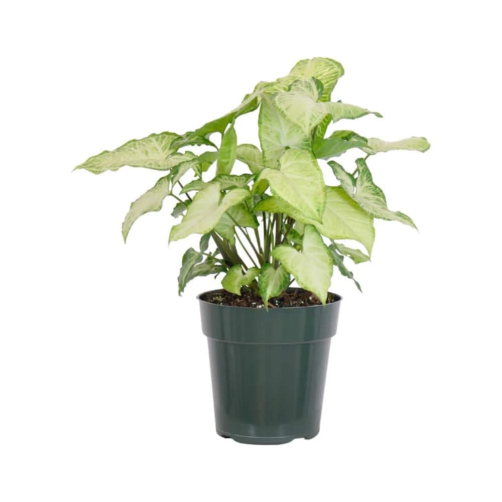 Syngonium White Butterfly In 6 Inch Grower Pot