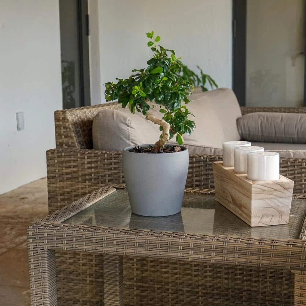 Fukien Tea Bonsai In 6 Inch Grower Pot 4 Fukien Tea Bonsai In 6 Inch Grower Pot - Image 4