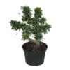 Fukien Tea Bonsai In 6 Inch Grower Pot