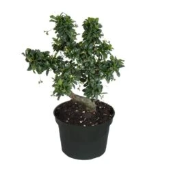 Fukien Tea Bonsai In 6 Inch Grower Pot
