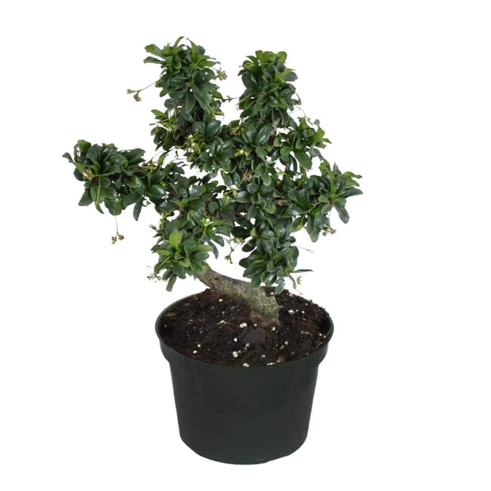 Fukien Tea Bonsai In 6 Inch Grower Pot 1 Fukien Tea Bonsai In 6 Inch Grower Pot