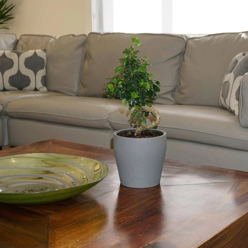 Fukien Tea Bonsai In 6 Inch Grower Pot 2 Fukien Tea Bonsai In 6 Inch Grower Pot - Image 2