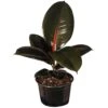 14 In. Tall To 21 In. Tall Ficus Elastica Burgundy Live Rubber Plant Indoor Houseplant In 6 In. Grower Pot
