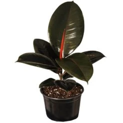 14 In. Tall To 21 In. Tall Ficus Elastica Burgundy Live Rubber Plant Indoor Houseplant In 6 In. Grower Pot