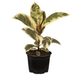 14 In. Tall To 21 In. Tall Ficus Elastica Tineke Live Rubber Plant Indoor Houseplant In 6 In. Grower Pot
