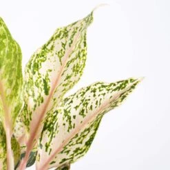 Aglaonema Sparkling Sarah Live Indoor Outdoor Houseplant In 6 Inch Grower Pot 5 Aglaonema Sparkling Sarah Live Indoor Outdoor Houseplant In 6 Inch Grower Pot -Urban Garden Store united nursery house plants 27261 4f 1000
