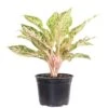 Aglaonema Sparkling Sarah Live Indoor Outdoor Houseplant In 6 Inch Grower Pot
