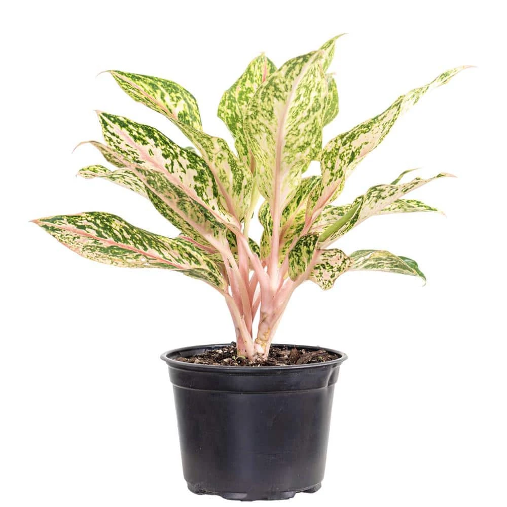 Aglaonema Sparkling Sarah Live Indoor Outdoor Houseplant In 6 Inch Grower Pot 1 Aglaonema Sparkling Sarah Live Indoor Outdoor Houseplant In 6 Inch Grower Pot