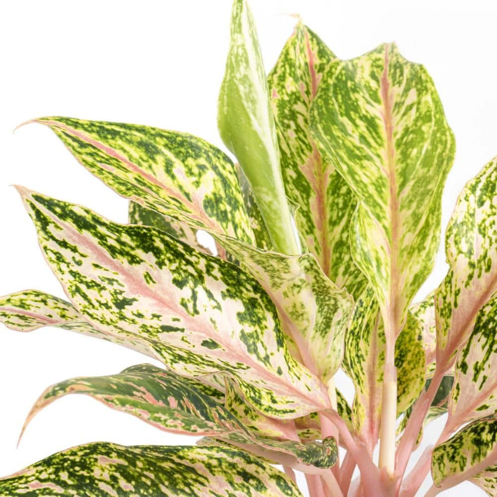 Aglaonema Sparkling Sarah Live Indoor Outdoor Houseplant In 6 Inch Grower Pot 2 Aglaonema Sparkling Sarah Live Indoor Outdoor Houseplant In 6 Inch Grower Pot - Image 2