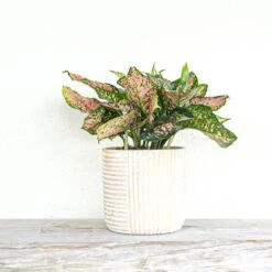 Aglaonema Ruby Ray Live Indoor Houseplant Shipped In 6 Inch Grower Pot -Urban Garden Store united nursery house plants 27420 4f 1000