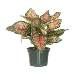 Aglaonema Ruby Ray Live Indoor Houseplant Shipped In 6 Inch Grower Pot