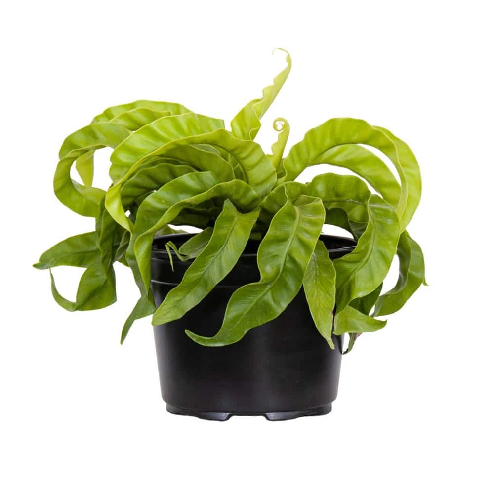 Hurricane Fern Plant In 6 Inch Grower Pot 1 Hurricane Fern Plant In 6 Inch Grower Pot