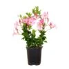 Mandevilla Hoop Pink Live Outdoor Vining Plant In 6 Inch Grower Pot