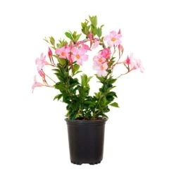 Mandevilla Hoop Pink Live Outdoor Vining Plant In 6 Inch Grower Pot