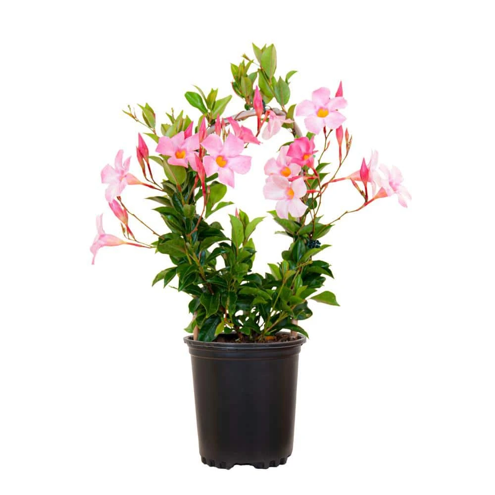 Mandevilla Hoop Pink Live Outdoor Vining Plant In 6 Inch Grower Pot 1 Mandevilla Hoop Pink Live Outdoor Vining Plant In 6 Inch Grower Pot