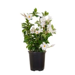 Mandevilla Hoop White Live Outdoor Vining Plant In 6 Inch Grower