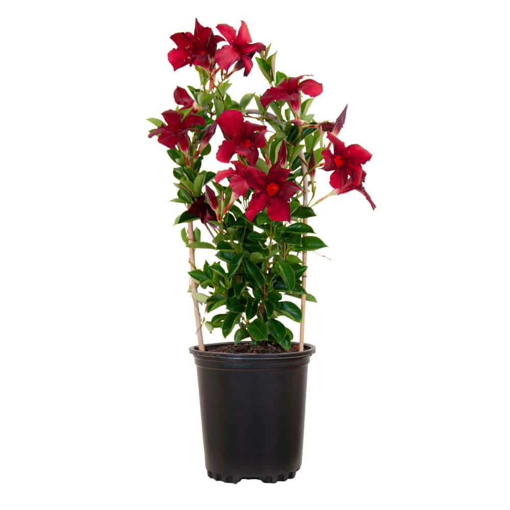 Mandevilla Hoop Red Live Outdoor Vining Plant In 6 Inch Grower Pot 1 Mandevilla Hoop Red Live Outdoor Vining Plant In 6 Inch Grower Pot