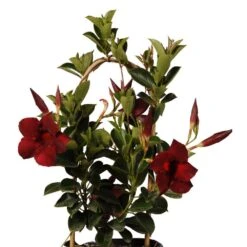 16 In. To 19 In. Tall Mandevilla Hoop Crimson Red Live Outdoor Vining Plant In 6 In. Grower -Urban Garden Store united nursery house plants 29173 4f 1000