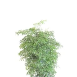 Aralia Ming Stump Plant In 9.25 Inch Grower Pot -Urban Garden Store united nursery house plants 29579 4f 1000