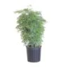 Aralia Ming Stump Plant In 9.25 Inch Grower Pot